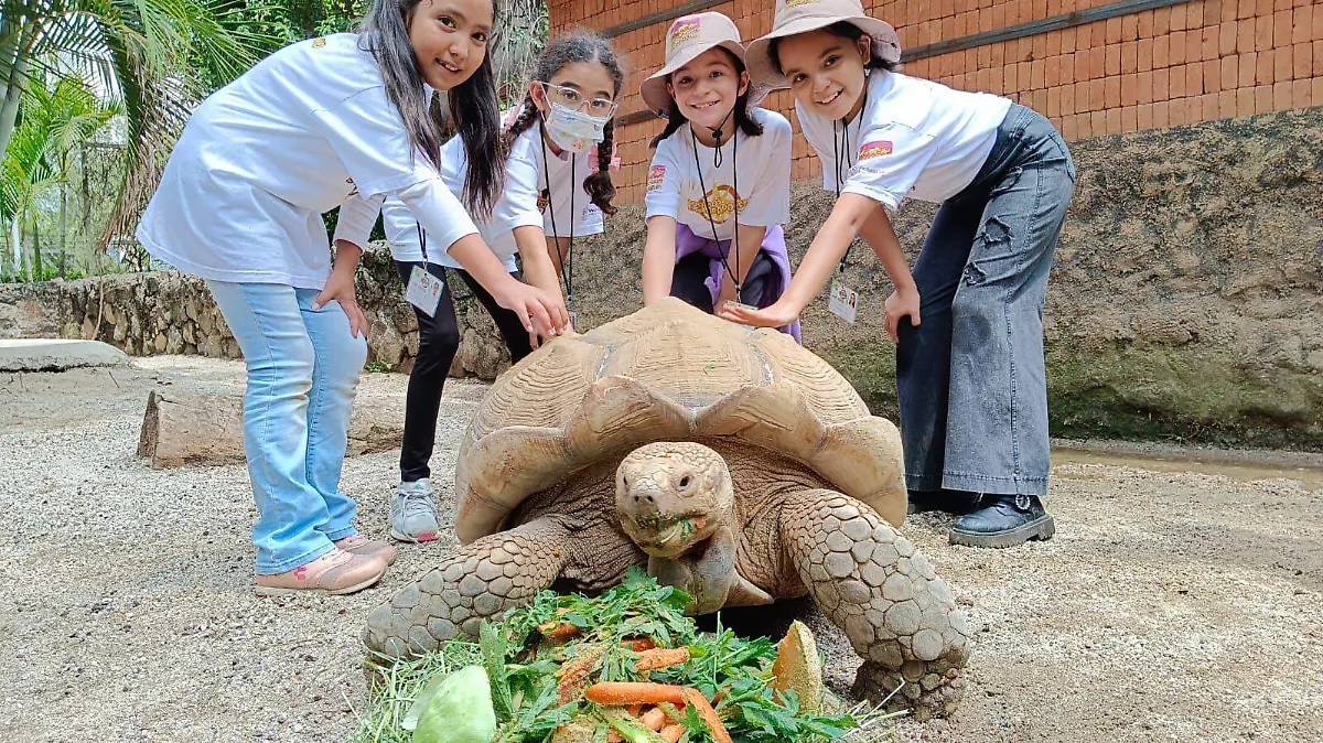 Tortuga Zoológico de Morelia